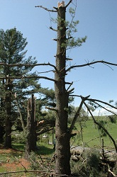 Storm Damage in Rockingham 3 resized.jpg
