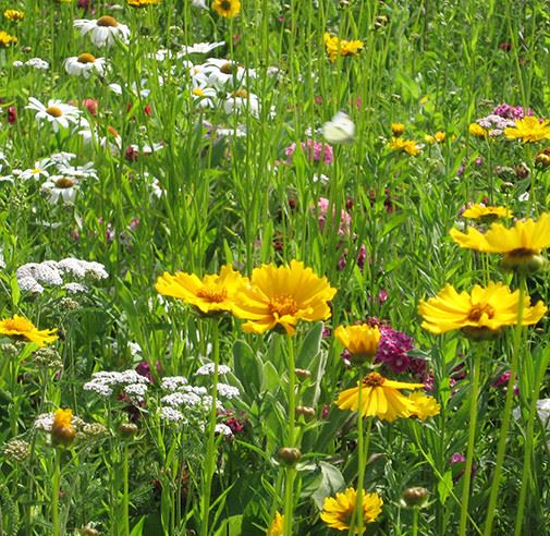 Flowers in a field of grass